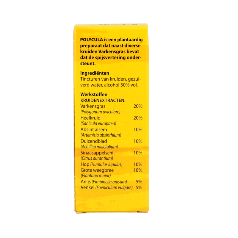 Bloem Polycula - Afbeelding 3
