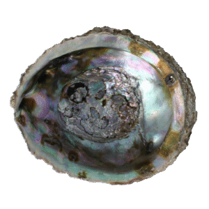 Alchemia Abalone schelpen