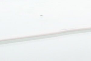 Malteser Cremespatel GAL 14 x 1.5cm K29