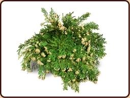 Ruben Robijn Roos van Jericho