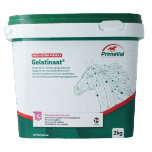 Primeval Gelatinaat paard